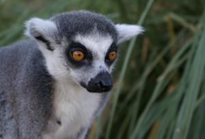 lemur